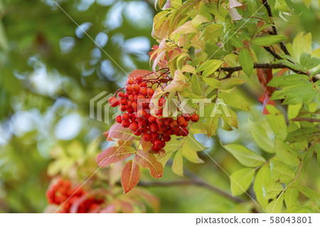 Rowan berries Rowan berries 58043801