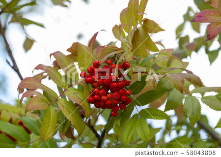 Nanakamado水果 58043808