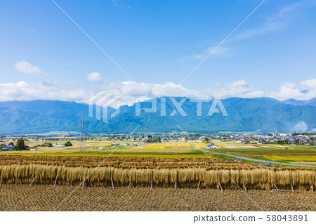 Hazekake: Sun-dried rice Ikeda-cho, Kitazumi-gun 58043891