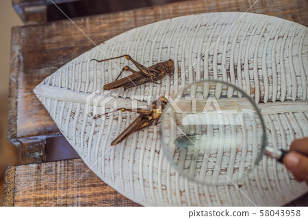 A boy is studying a grasshopper in a magnifying glass. Natural learning concept A boy is studying a grasshopper in a magnifying glass. Natural learning concept 58043958