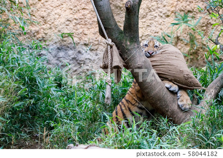多摩動物園公園阿穆爾虎兒童 多摩動物園公園阿穆爾虎兒童 58044182