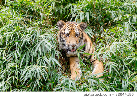 Tama Zoo Park Amur Tiger Children 58044196