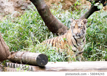 多摩動物園公園阿穆爾虎兒童 58044243