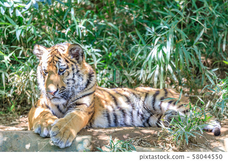 多摩動物園公園阿穆爾虎兒童 58044550