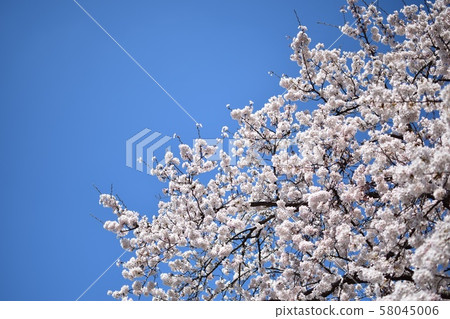 Spring full bloom 58045006