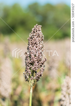 field of sorghum field of sorghum 58045027