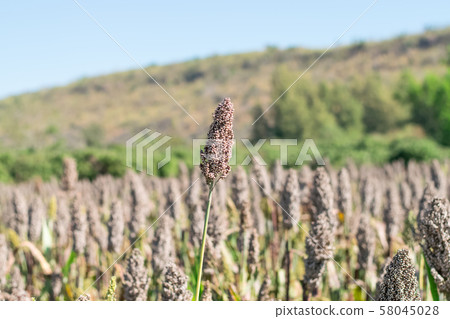 field of sorghum field of sorghum 58045028