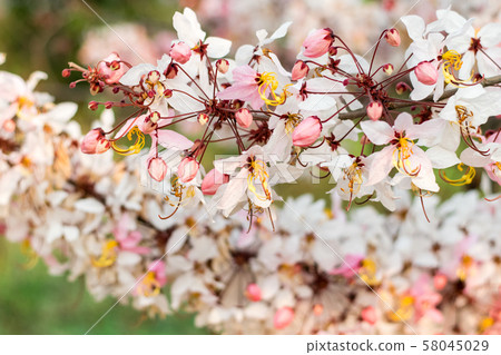 Cassia bakeriana Craib 58045029
