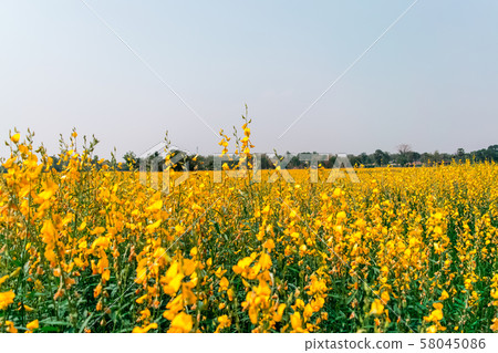 Crotalaria juncea in the field Crotalaria juncea in the field 58045086