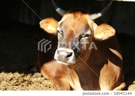 Jersey cattle Jersey cattle 58045144