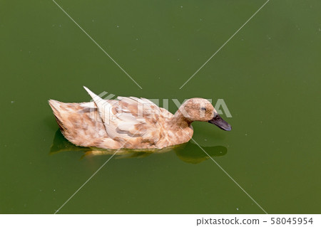 Duck swim in the pond. 58045954