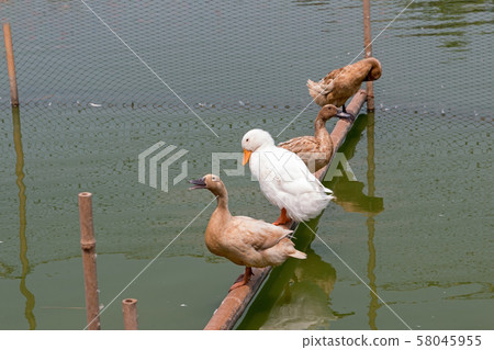 Group of duck stands on the .timber. Group of duck stands on the .timber. 58045955