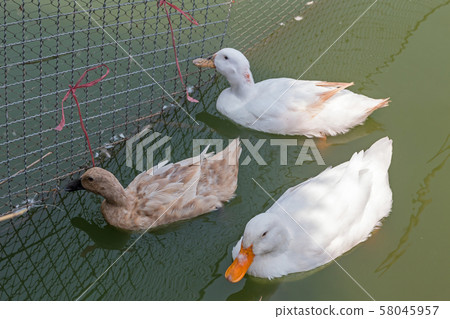 Group of duck swims in a pond. Group of duck swims in a pond. 58045957