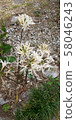 Higanki Hana White 58046243