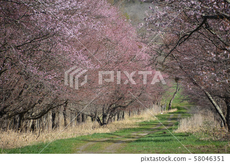 Shizukaishi城際道路的櫻花 58046351