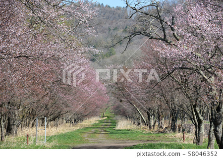 Shizukaishi城際道路的櫻花 58046352