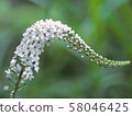 珍珠菜 58046425