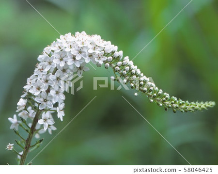 珍珠菜 58046425