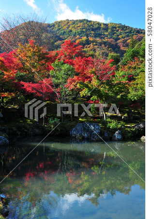 京都嵐山天龍寺的秋葉 58047028