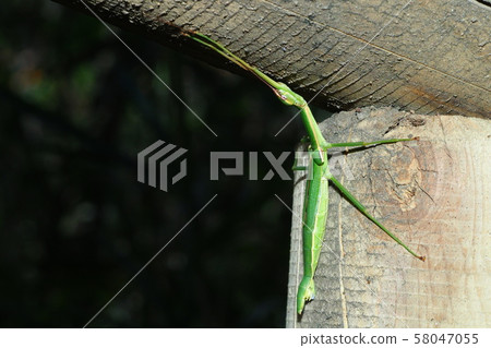 Nihontobinanafushi in early winter 58047055