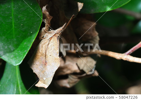 Proboscis butterfly (during winter) Proboscis butterfly (during winter) 58047226