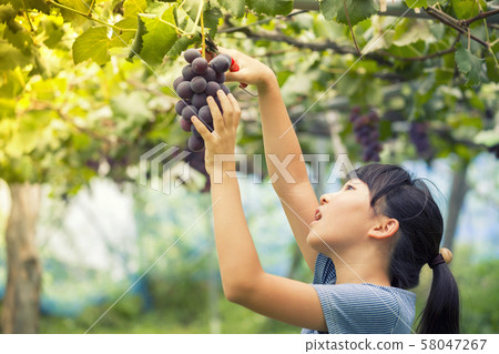 女孩採摘葡萄 58047267