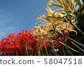 Cluster amaryllis 58047518