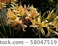 Cluster amaryllis 58047519