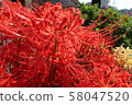 Cluster amaryllis 58047520