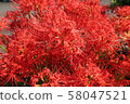 Cluster amaryllis 58047521