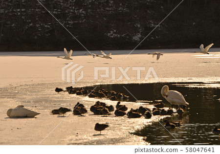Swan in Oike Swan in Oike 58047641