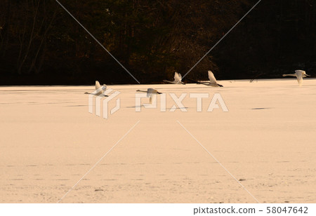 Swan in Oike Swan in Oike 58047642