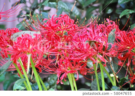 Cluster amaryllis Cluster amaryllis 58047655