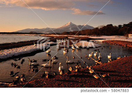 Swan in Lake Inawashiro 58047883