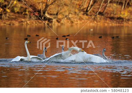 Swan in Oike Swan in Oike 58048123