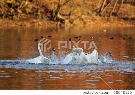 Swan in Oike 58048130
