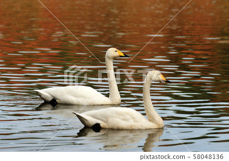 Swan in Oike 58048136