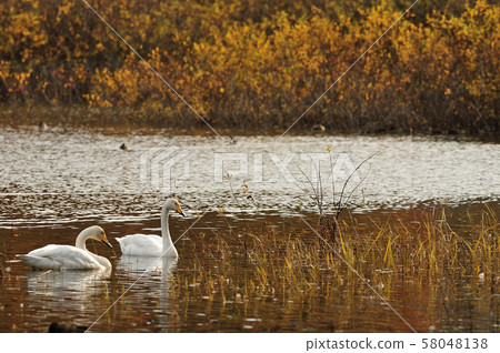 Swan in Oike Swan in Oike 58048138