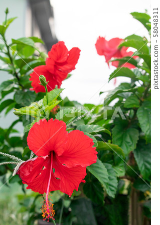 Hibiscus blooming on the roadside 58048311
