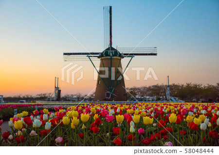 風車盛開的鬱金香田野和日落（千葉縣佐倉市佐倉古都廣場）2019年4月 58048444