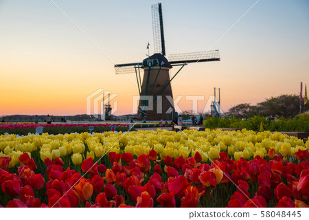 Windmills in full bloom tulip fields and sunsets (Sakura Furusato Plaza, Sakura City, Chiba Prefecture) April 2019 58048445
