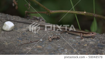 一隻蜥蜴 一隻蜥蜴 58048578