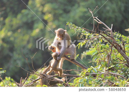 Monkey at hong kong, Kam Shan Country Park 2019 58048650