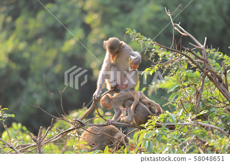 Monkey at hong kong, Kam Shan Country Park 2019 Monkey at hong kong, Kam Shan Country Park 2019 58048651