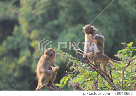 Monkey at hong kong, Kam Shan Country Park 2019 Monkey at hong kong, Kam Shan Country Park 2019 58048665