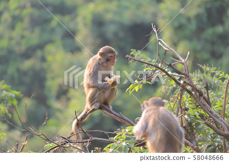 Monkey at hong kong, Kam Shan Country Park 2019 58048666