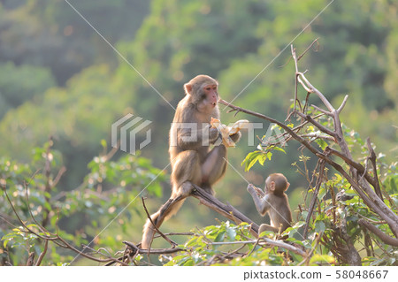 Monkey at hong kong, Kam Shan Country Park 2019 Monkey at hong kong, Kam Shan Country Park 2019 58048667