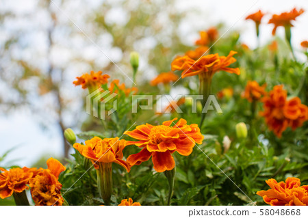 Marygold flower bed 58048668