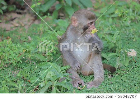 Monkey at hong kong, Kam Shan Country Park 2019 58048707