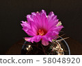 Cactus, president 58048920